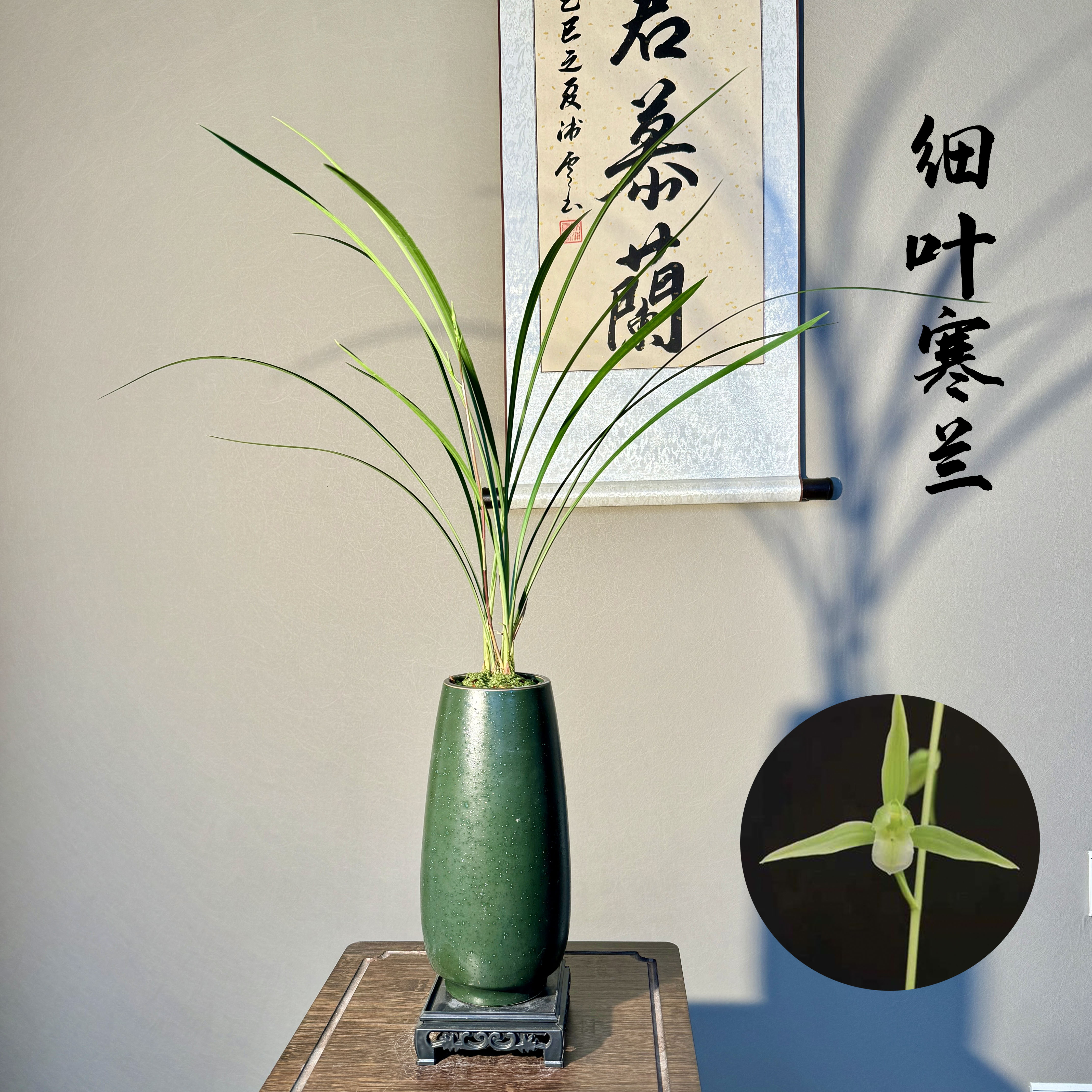 铭品细叶寒兰水迹素寒兰素心带花苞带盆底座易活室内绿植国兰精品