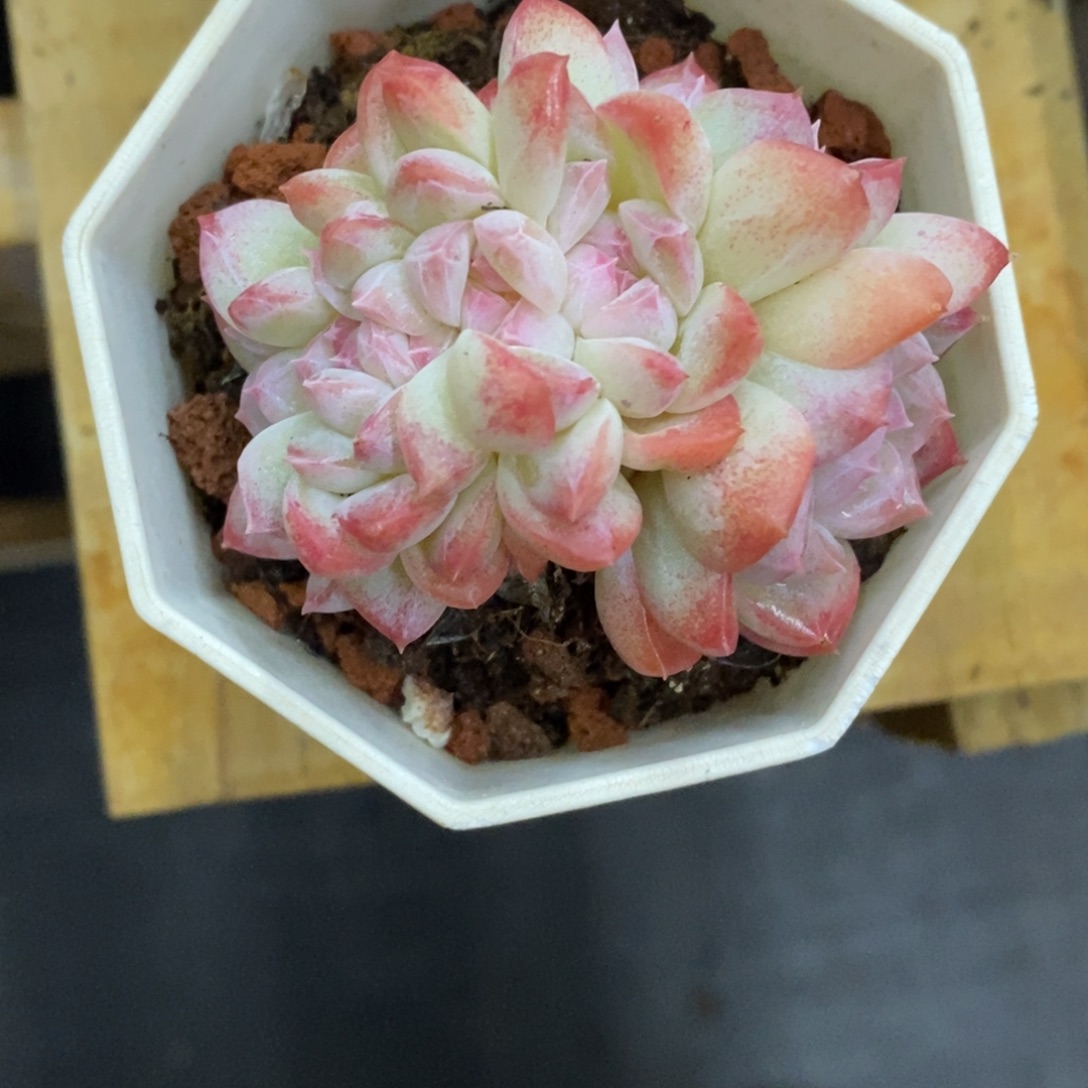 精品多肉一物一拍不包整137