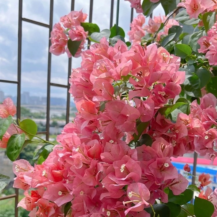 【卡亚塔】三角梅盆栽四季开花地直发三角梅苗勤花爬藤阳台好养