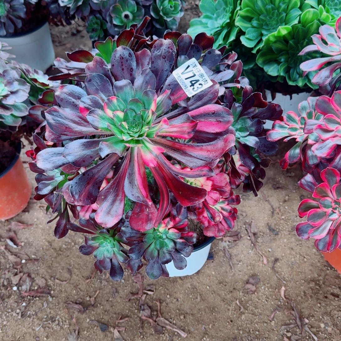 花蝴蝶法师743冠幅30