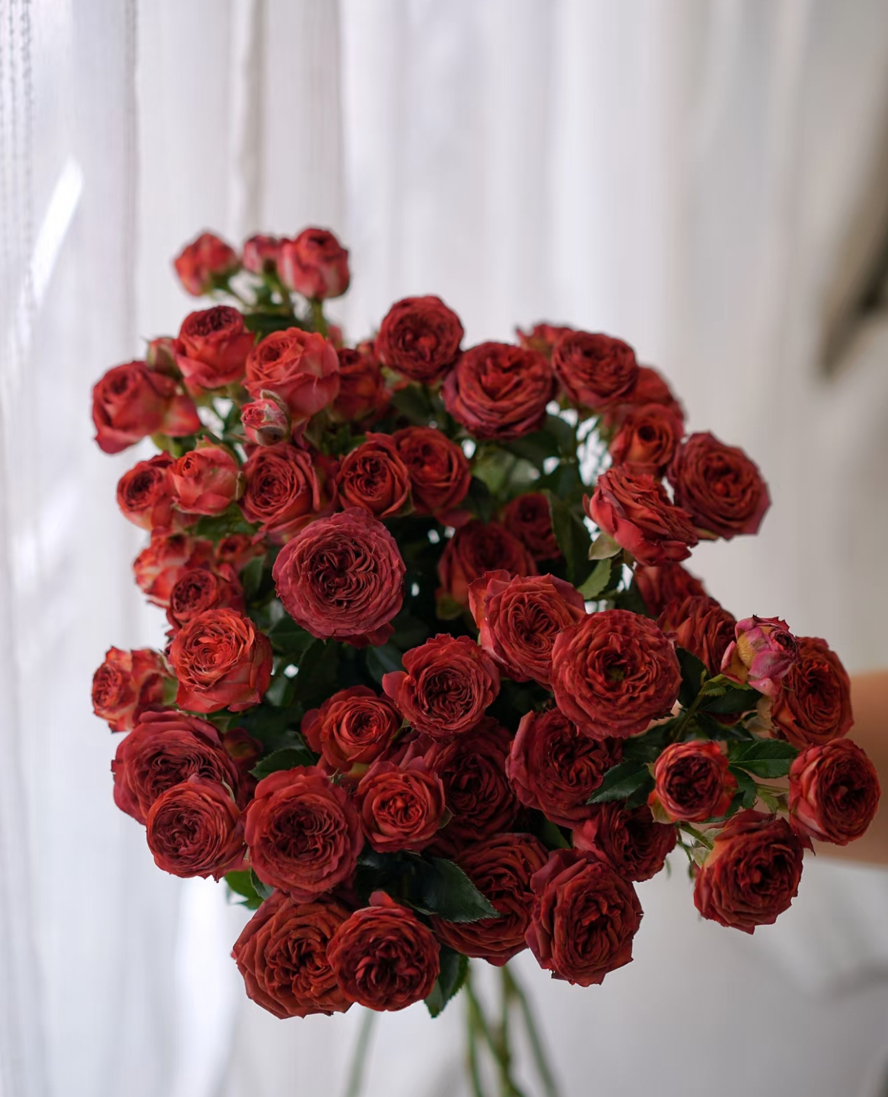 【巧克力多头玫瑰】【叁叁】 鲜花收到先醒花~云南鲜花批发基地直发