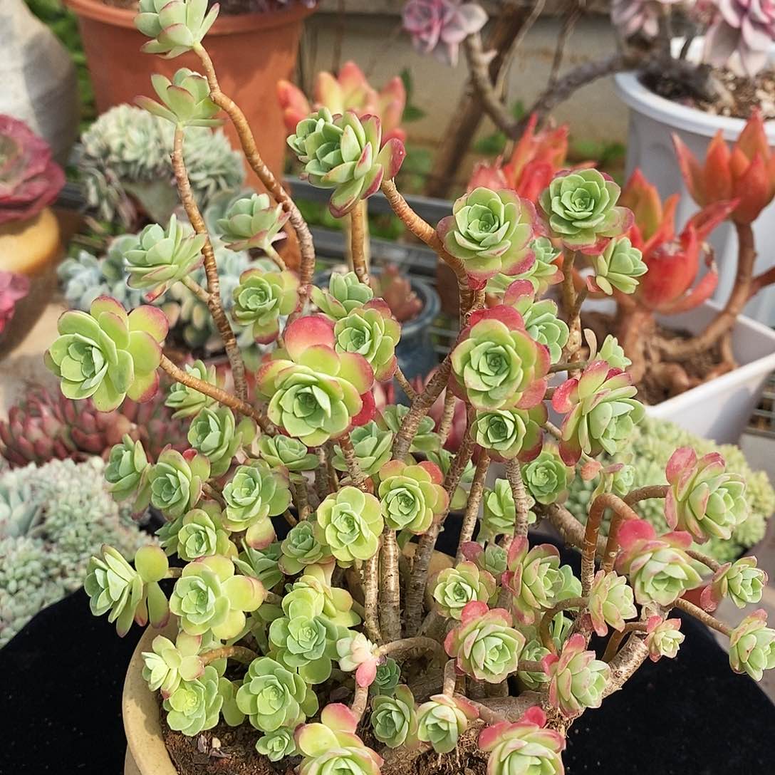 圈叶薄化妆非常福利