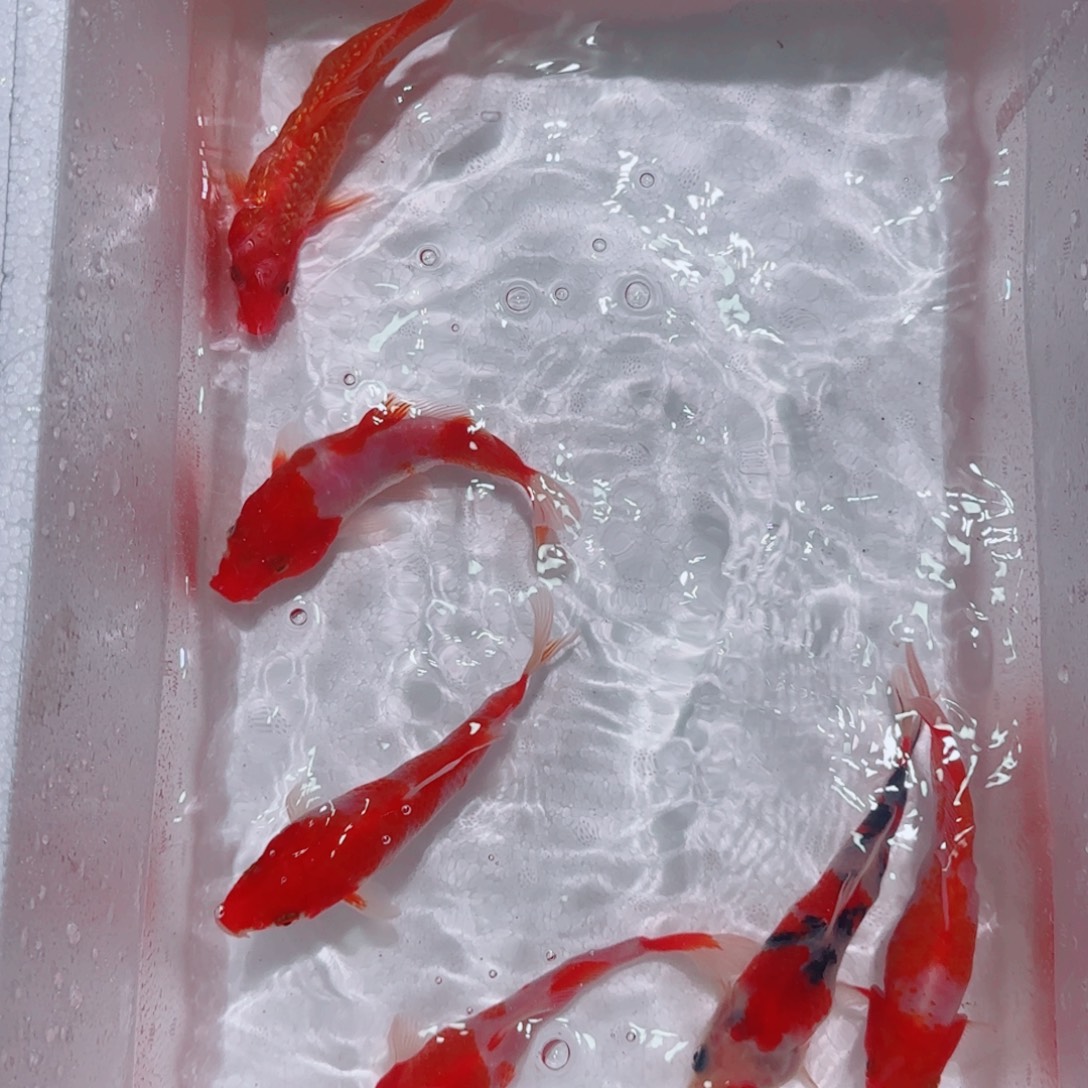 海水锦鲤观赏鱼精选