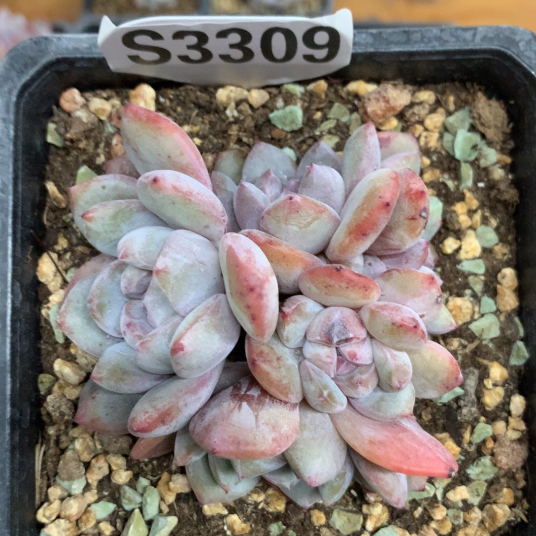 S3309 星影石榴籽 多头老桩