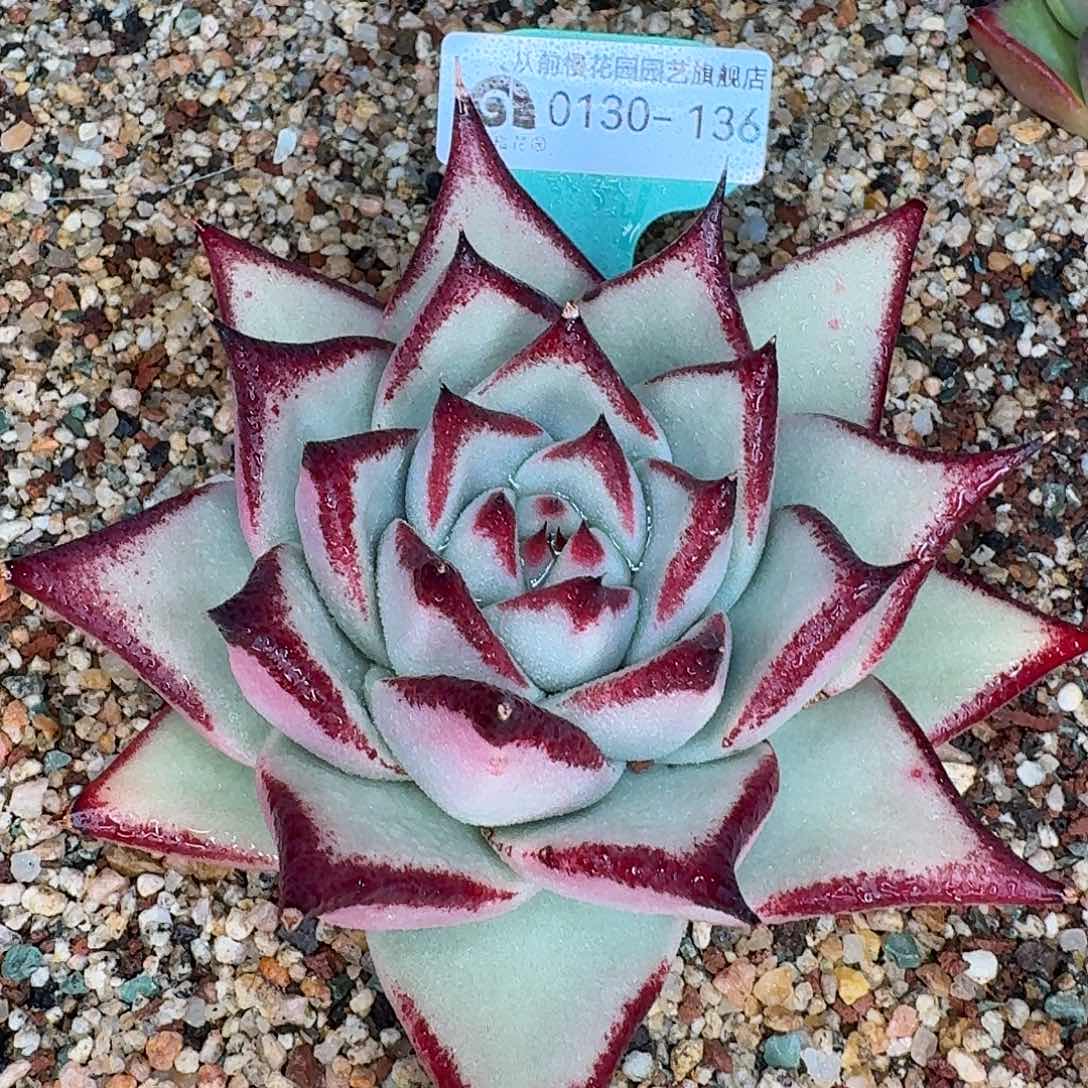 从前慢花园多肉0130-136