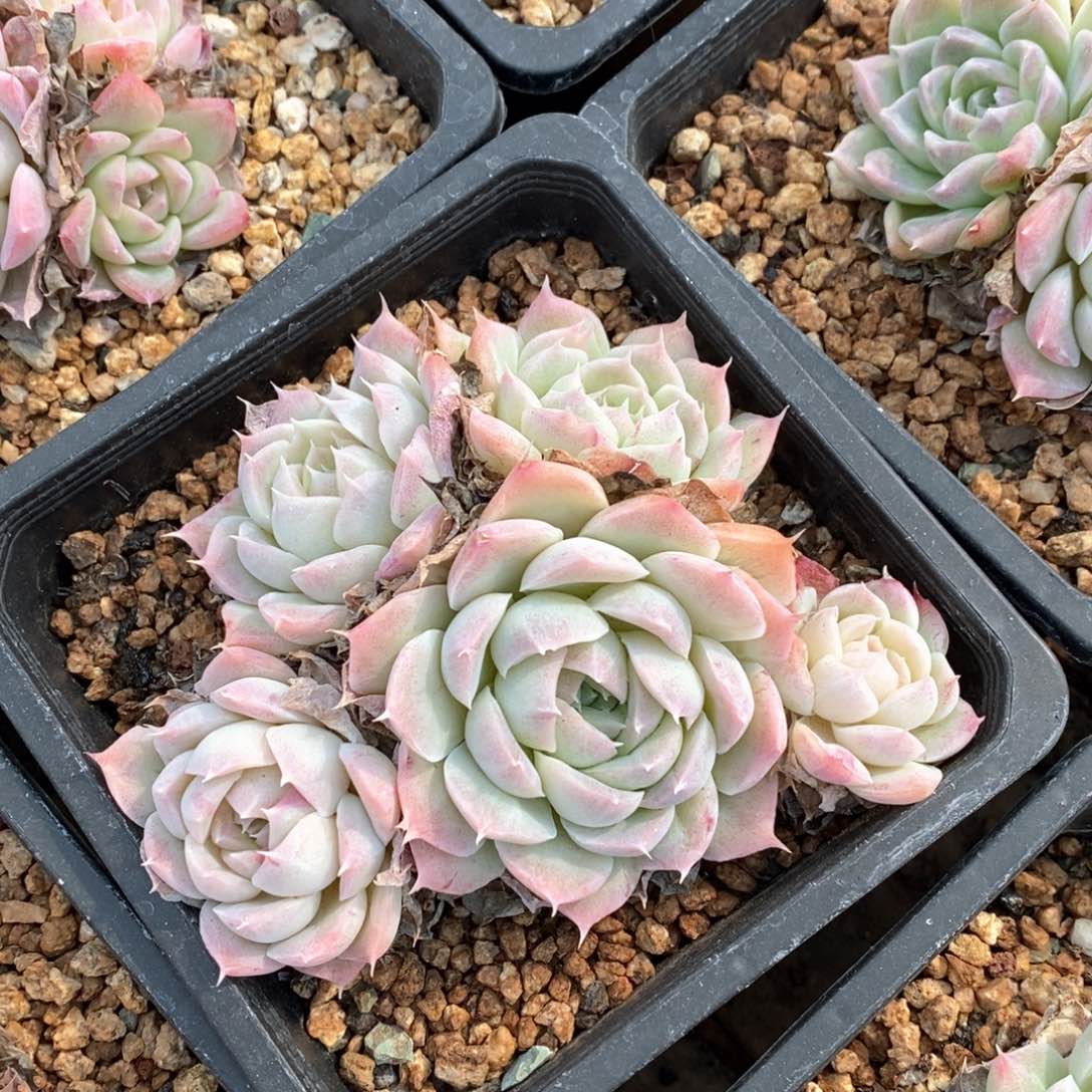 精品多肉一物一拍不包整113