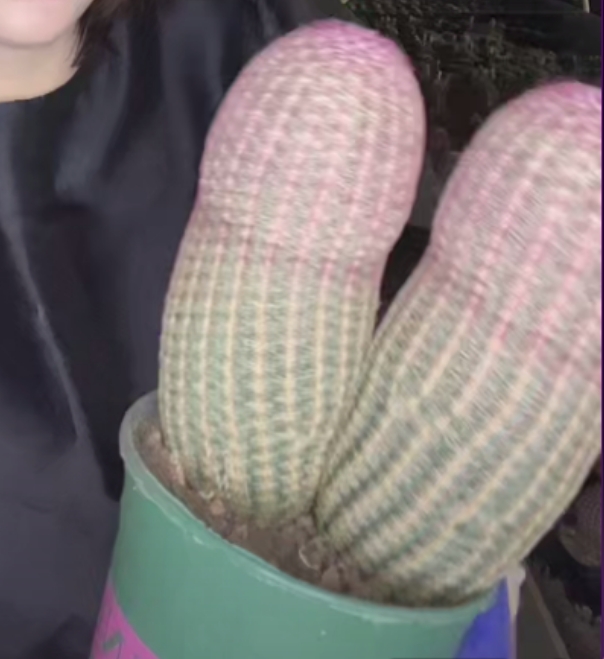 二妹园艺【 两头实生红太阳 实生根】默认脱土随机发货