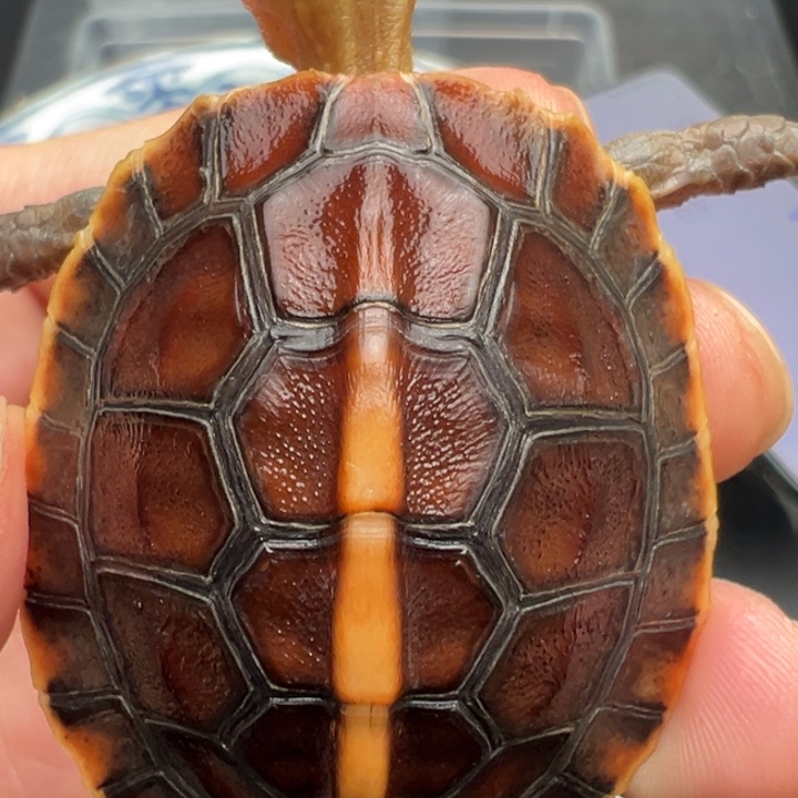 V***g安啦安啦安啦安了