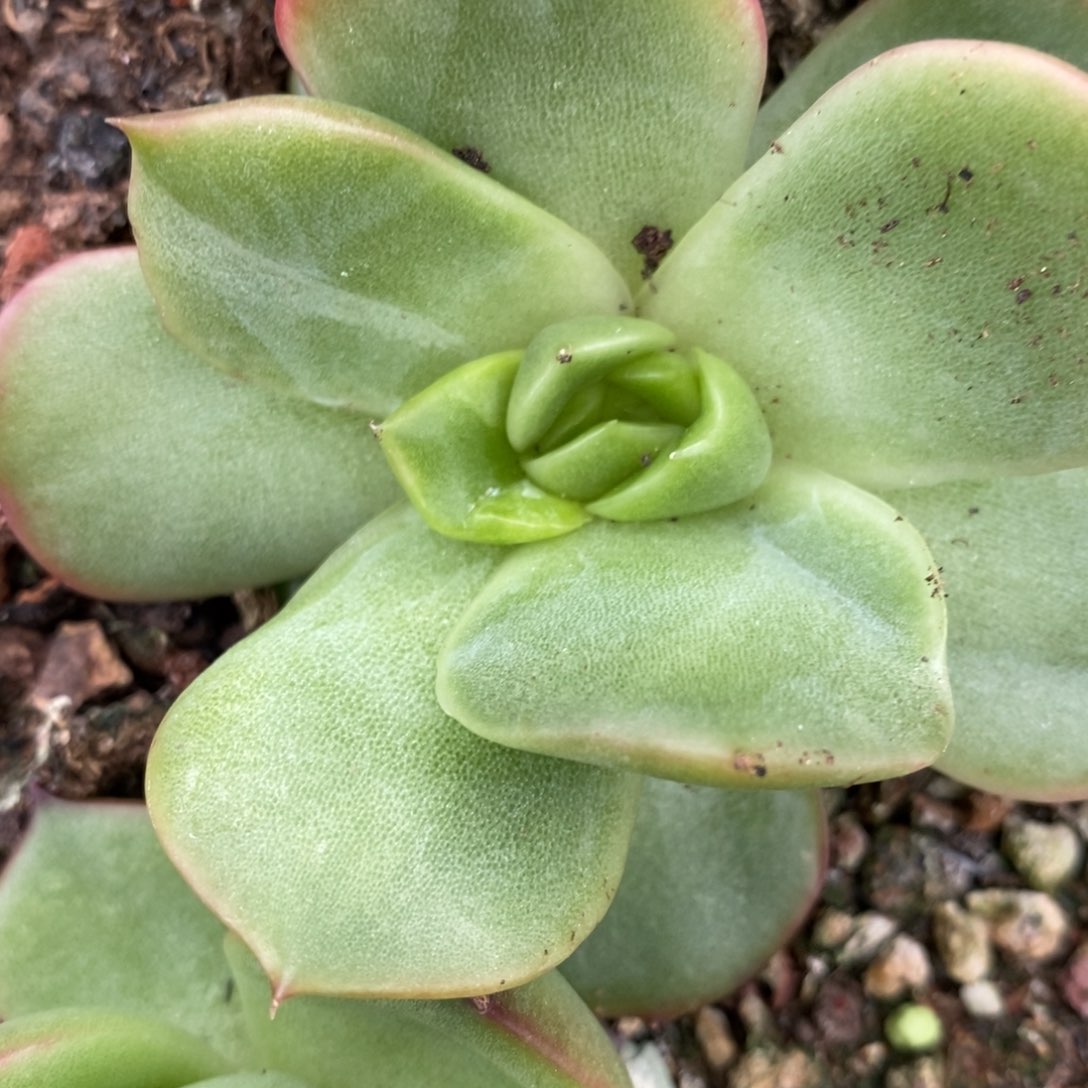 无花朵代*～东云系多肉植物（锦）