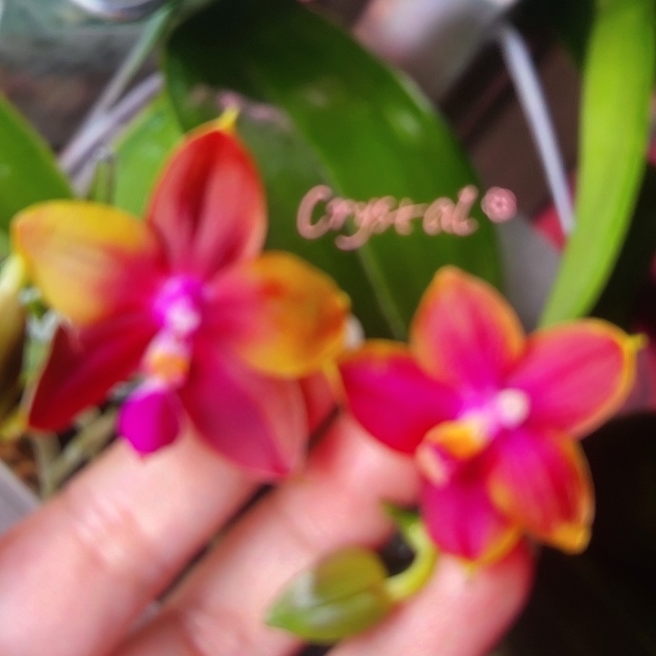 当前无花栽培后可以开花1202