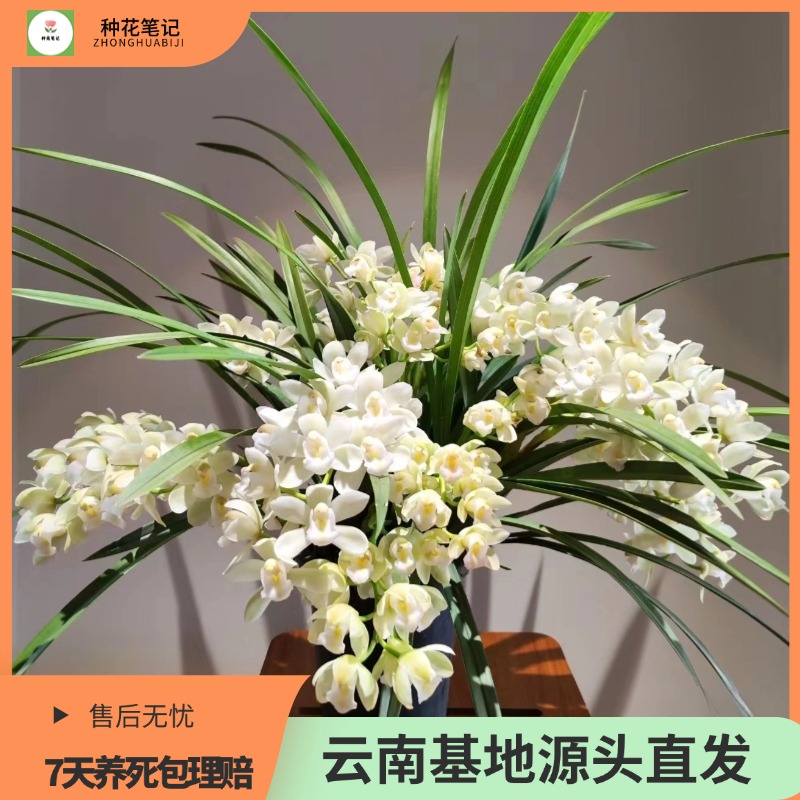【新品白玉香兰】超仙气大花蕙兰室内阳台好养绿植花卉盆栽现货