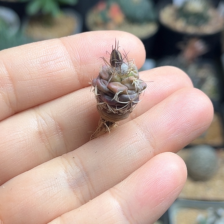 娇丽实生球一颗一物一拍