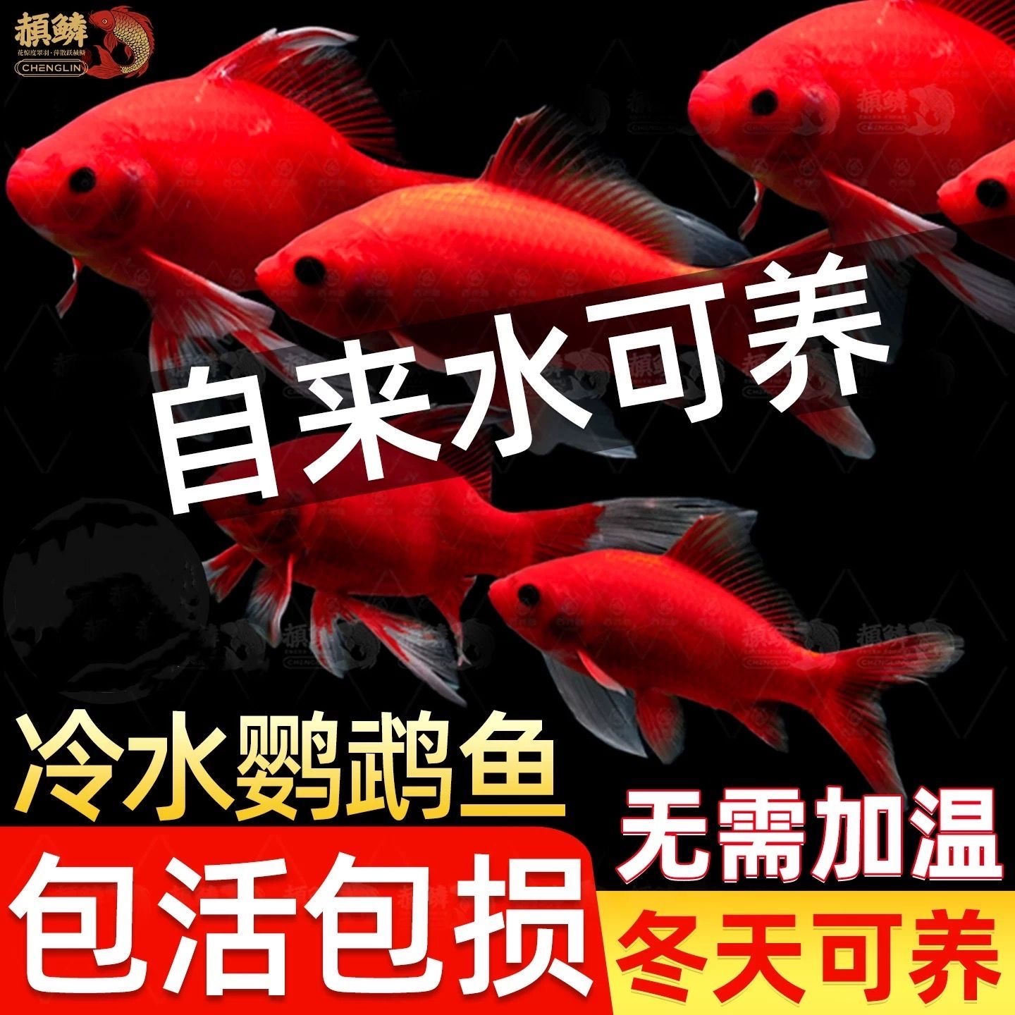 精品冷水鹦鹉鱼好养耐活黑眼葡萄眼淡水自来水可养观赏鱼