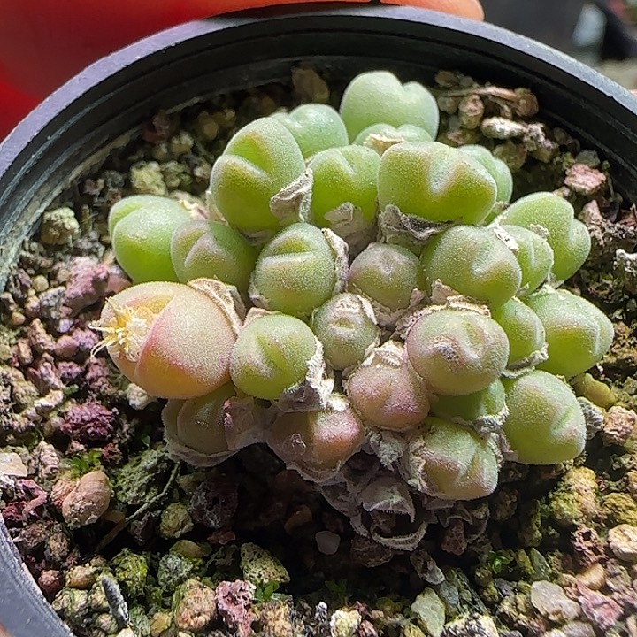 小米雏。           298