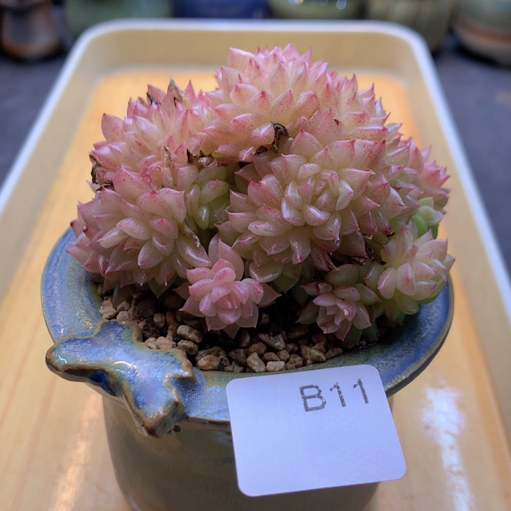 B11，小暖福利多肉