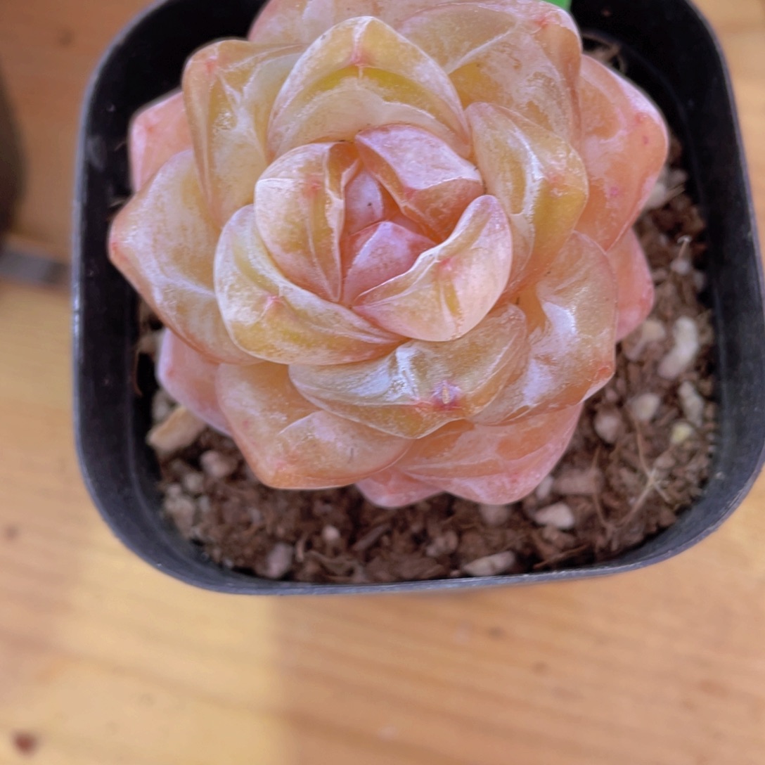 329号 天花板大白兔单头