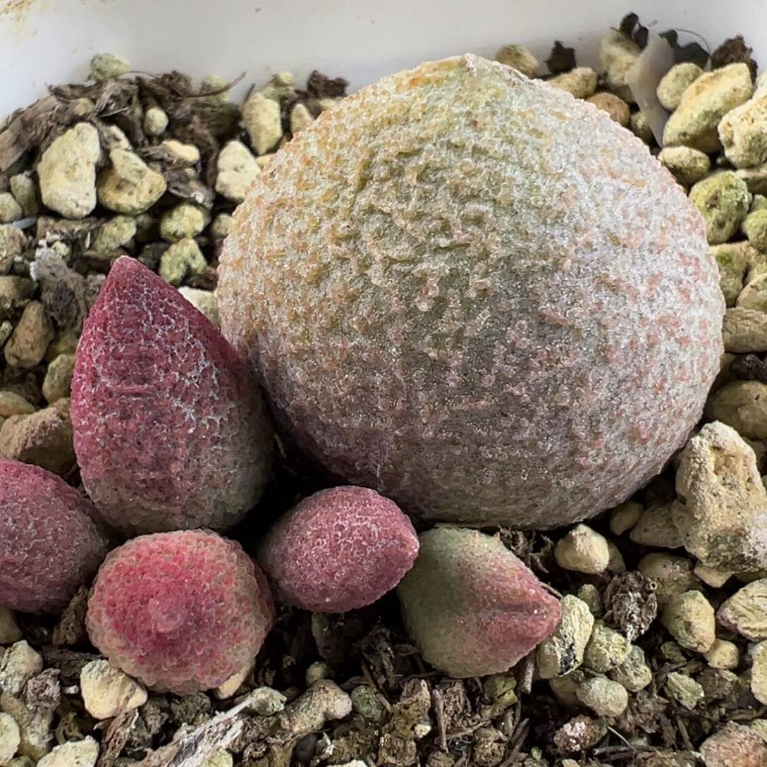 138号腹部系冰晶款多肉植物