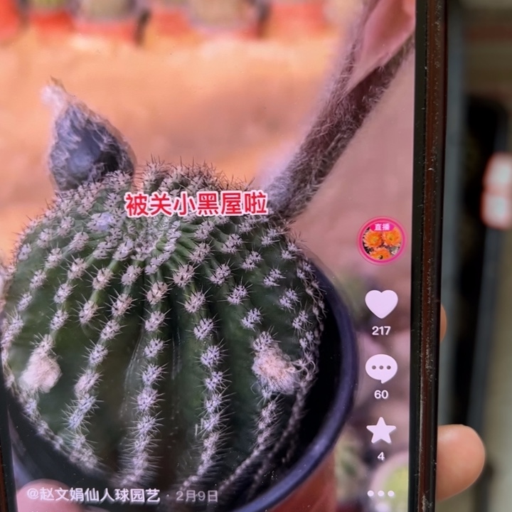 仙人球侧芽歪cc327