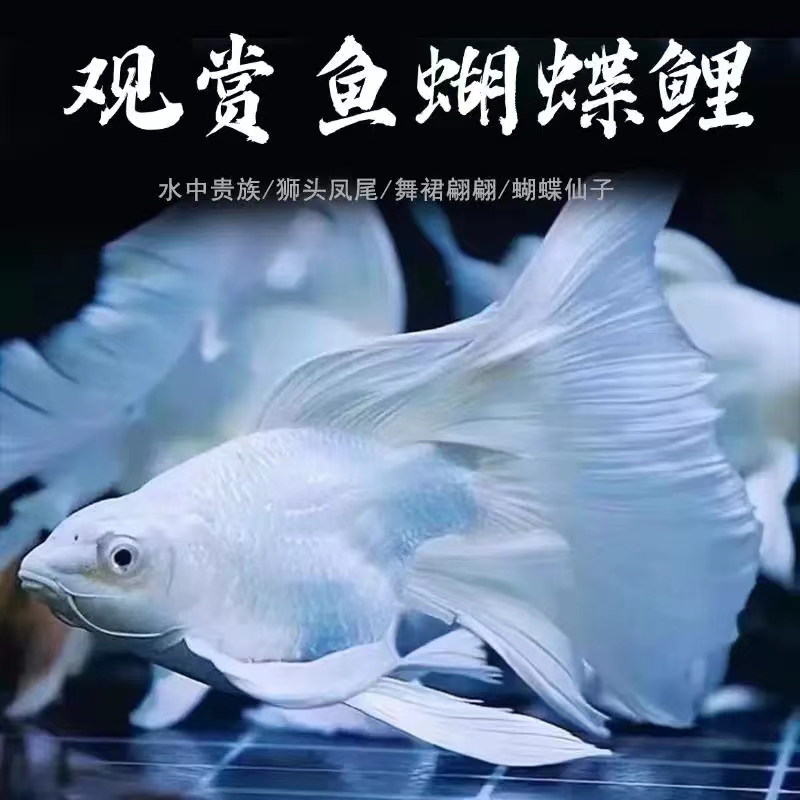 主播改价连接B 蝴蝶鲤鱼