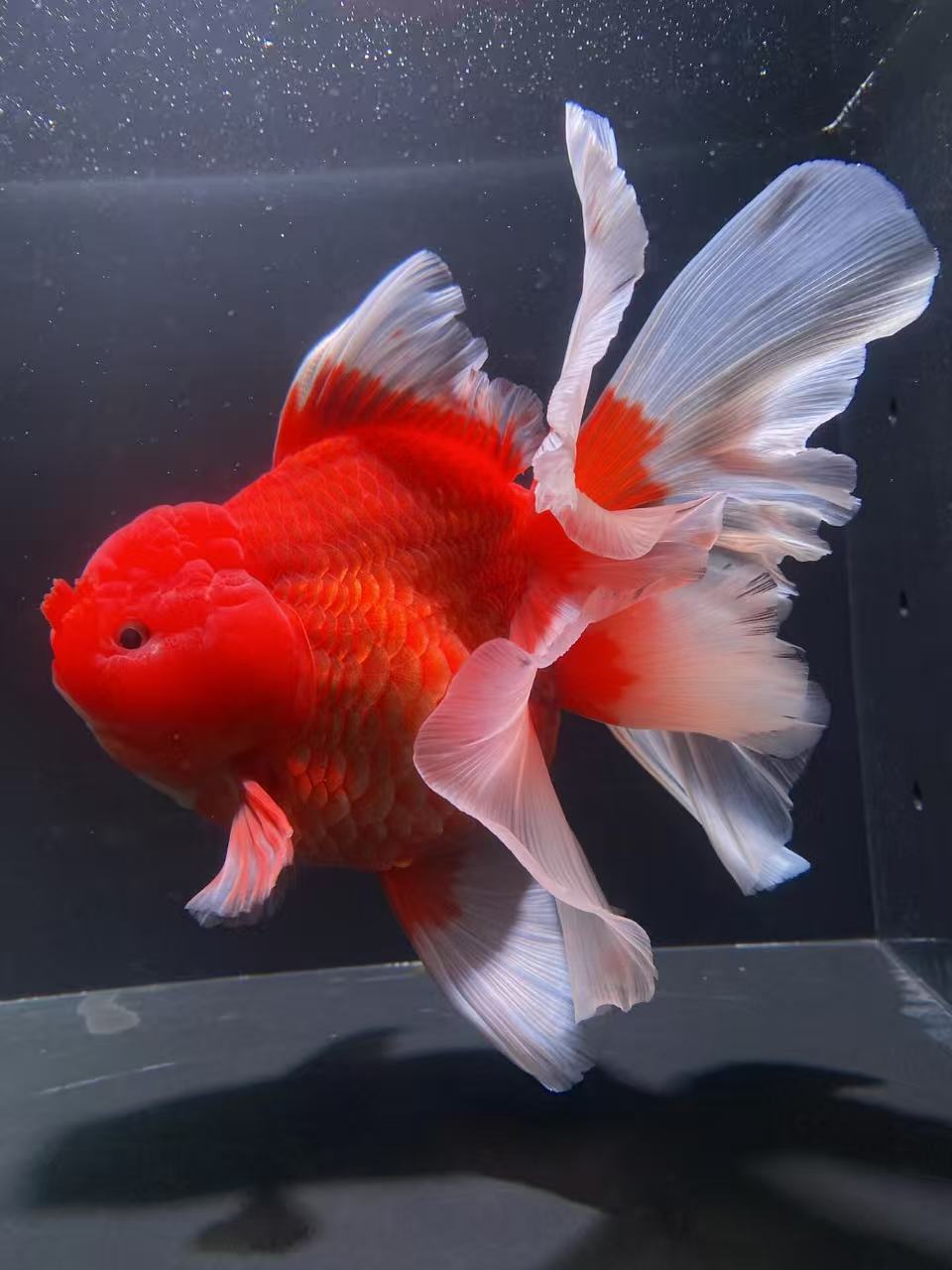 精品泰狮淡水冷水观赏鱼