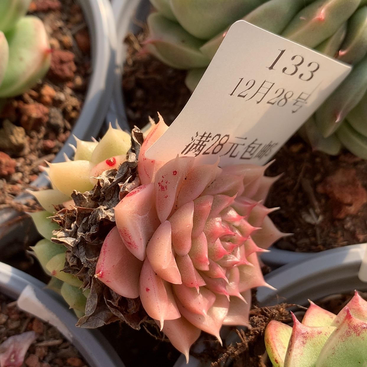 【闪购商品】云133号