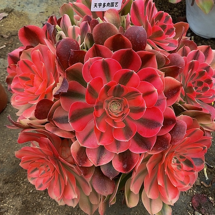 多肉香妃889多肉