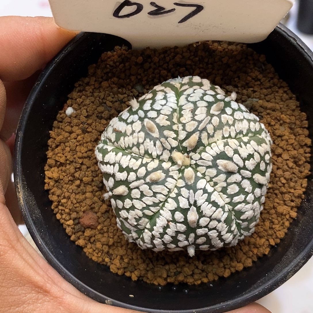 027福利特价来了哦