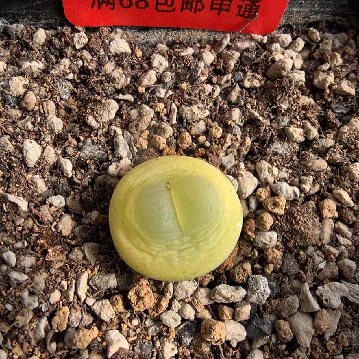 【闪购商品】2-12-5 拉登一颗 50