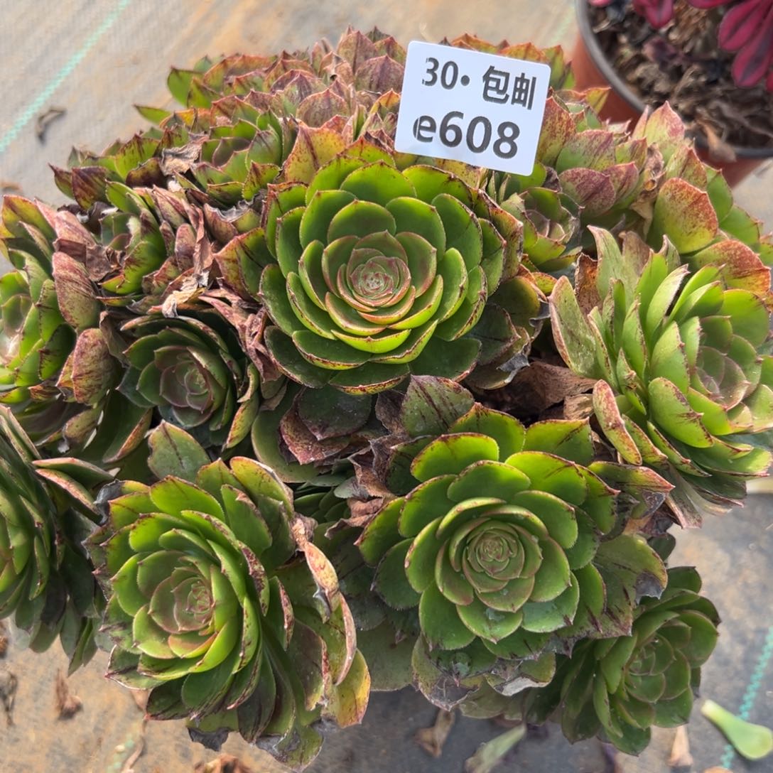 608万拉丝多肉法师