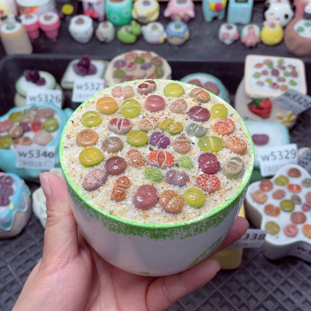 w5341 带盆土发货-零下地区拍保温箱