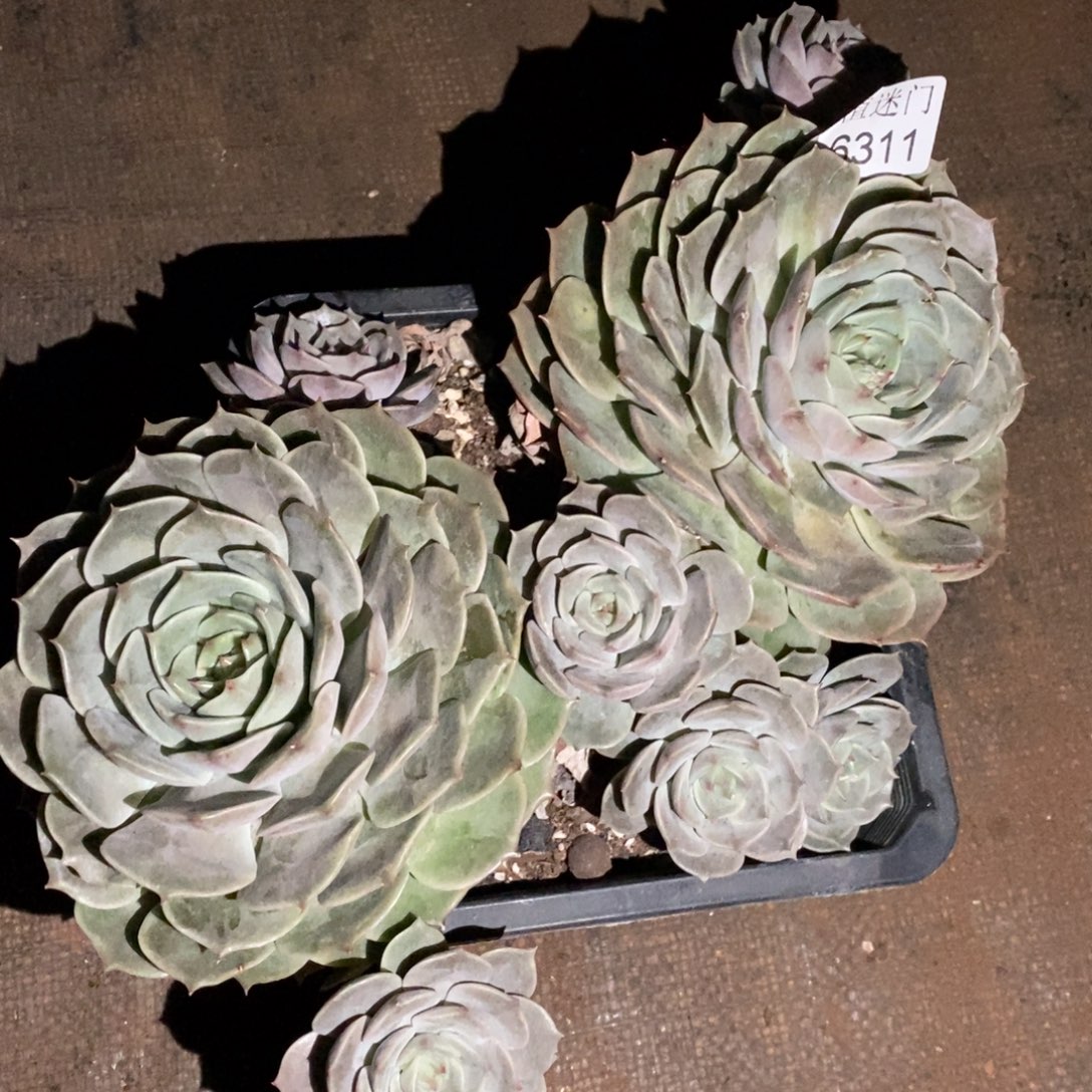 Z***霞杂交精品多肉6311~18厘米~物流