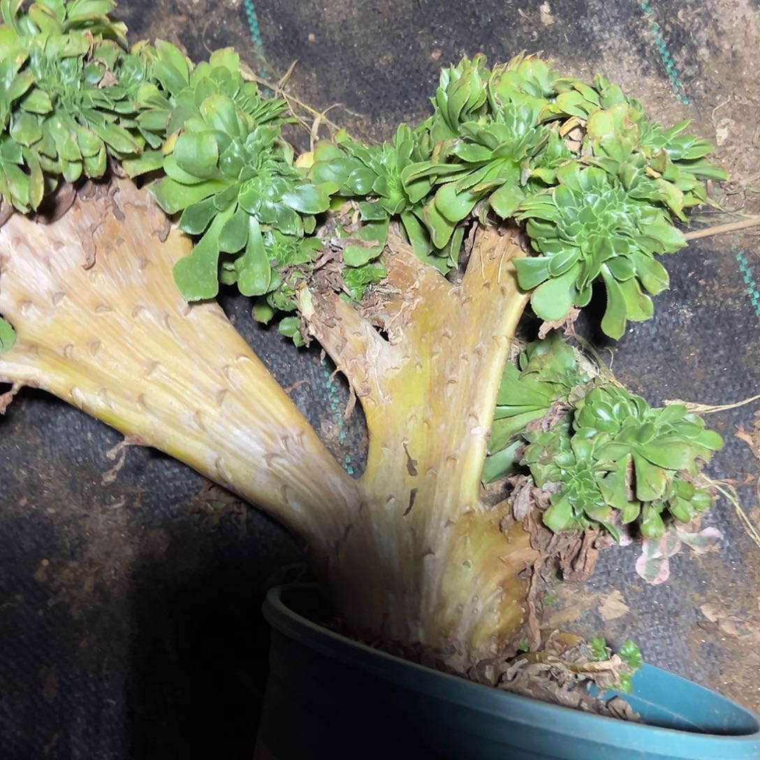 多142肉植物香炉盘缀花