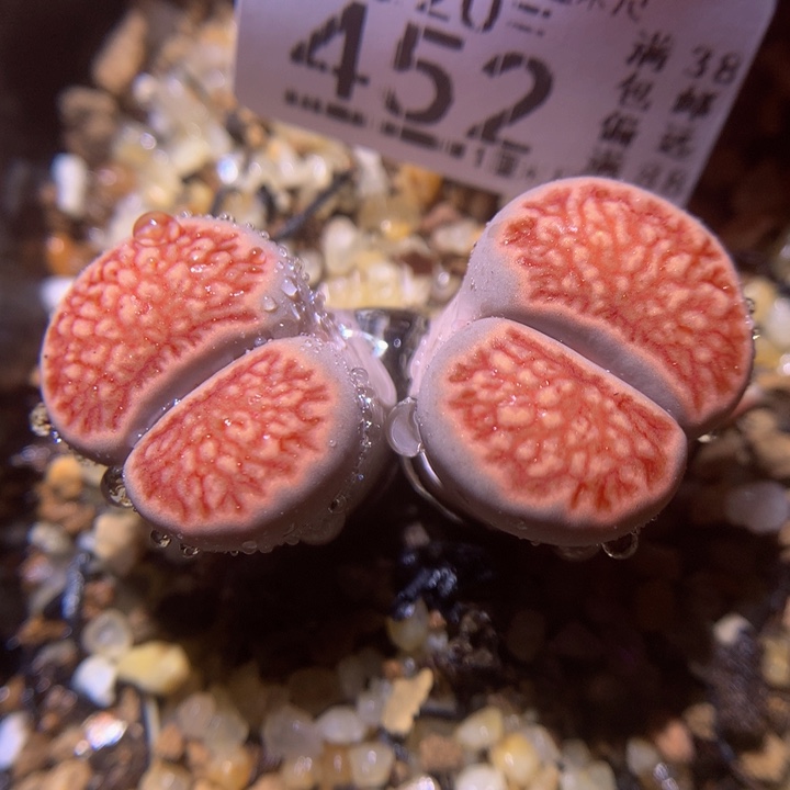 精品生石花220.452