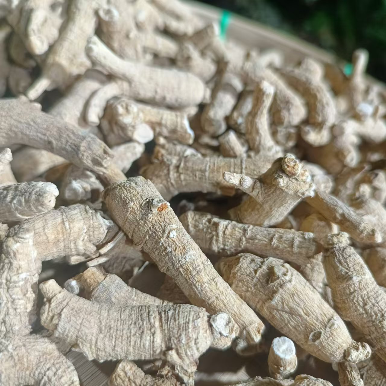 1【原-枝-西-洋-参】净含量100g-500g【丹丹现收】