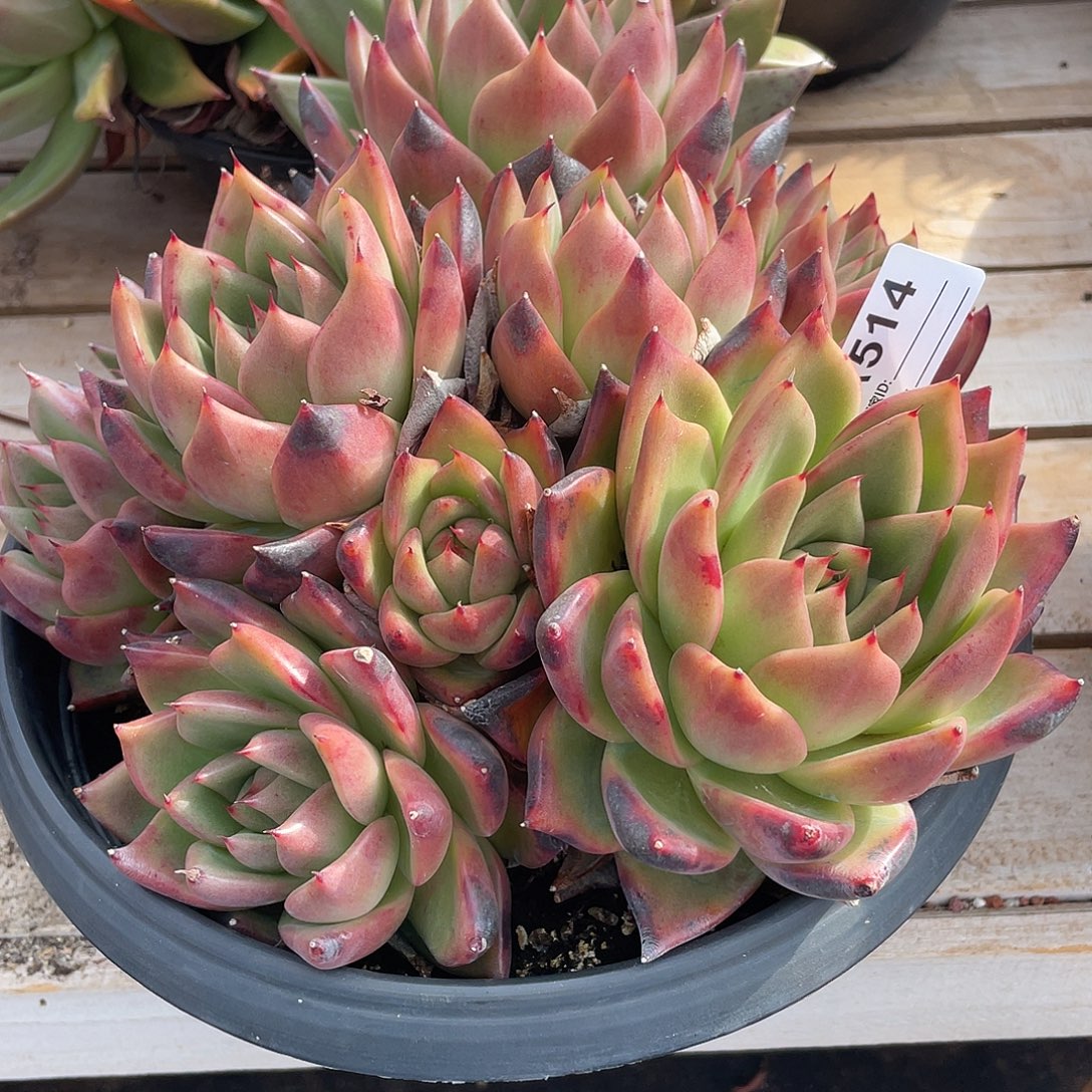 若如东云单拍A514