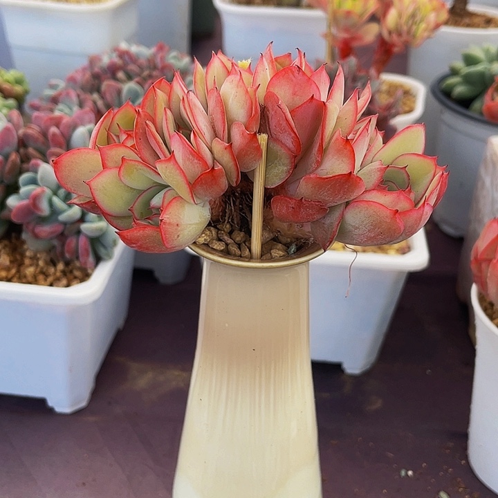 玲***）多肉植物牡丹亭发货