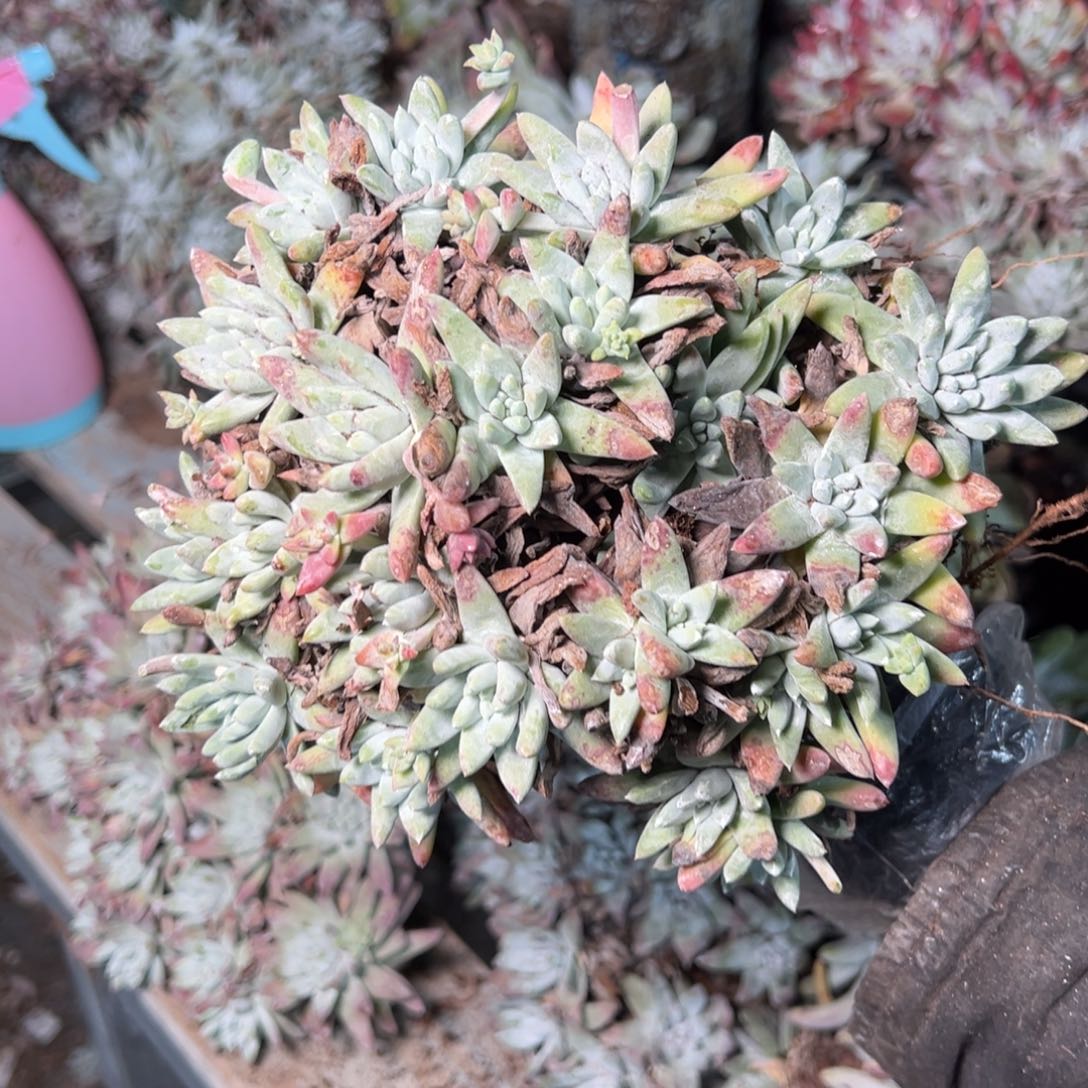 9043哈哈哈哈哈哈哈哈