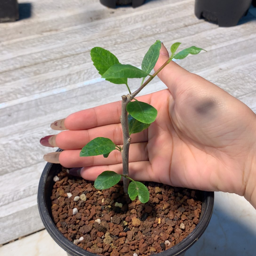 舍特达利裂榄扦插扦插