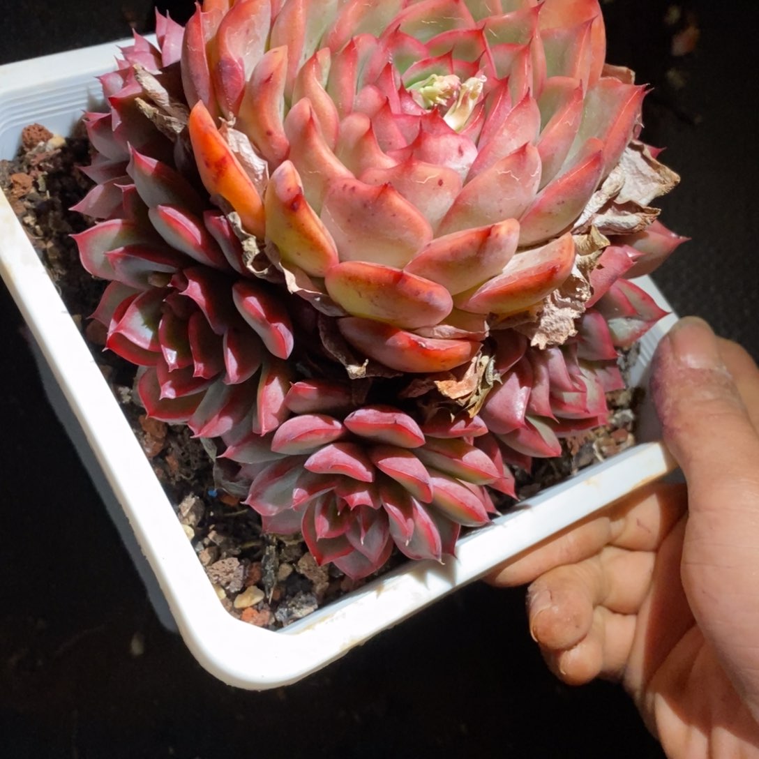 8169杂交精品多肉