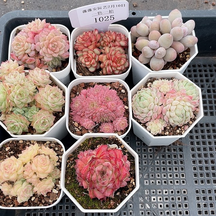 薇薇安园艺多肉1025
