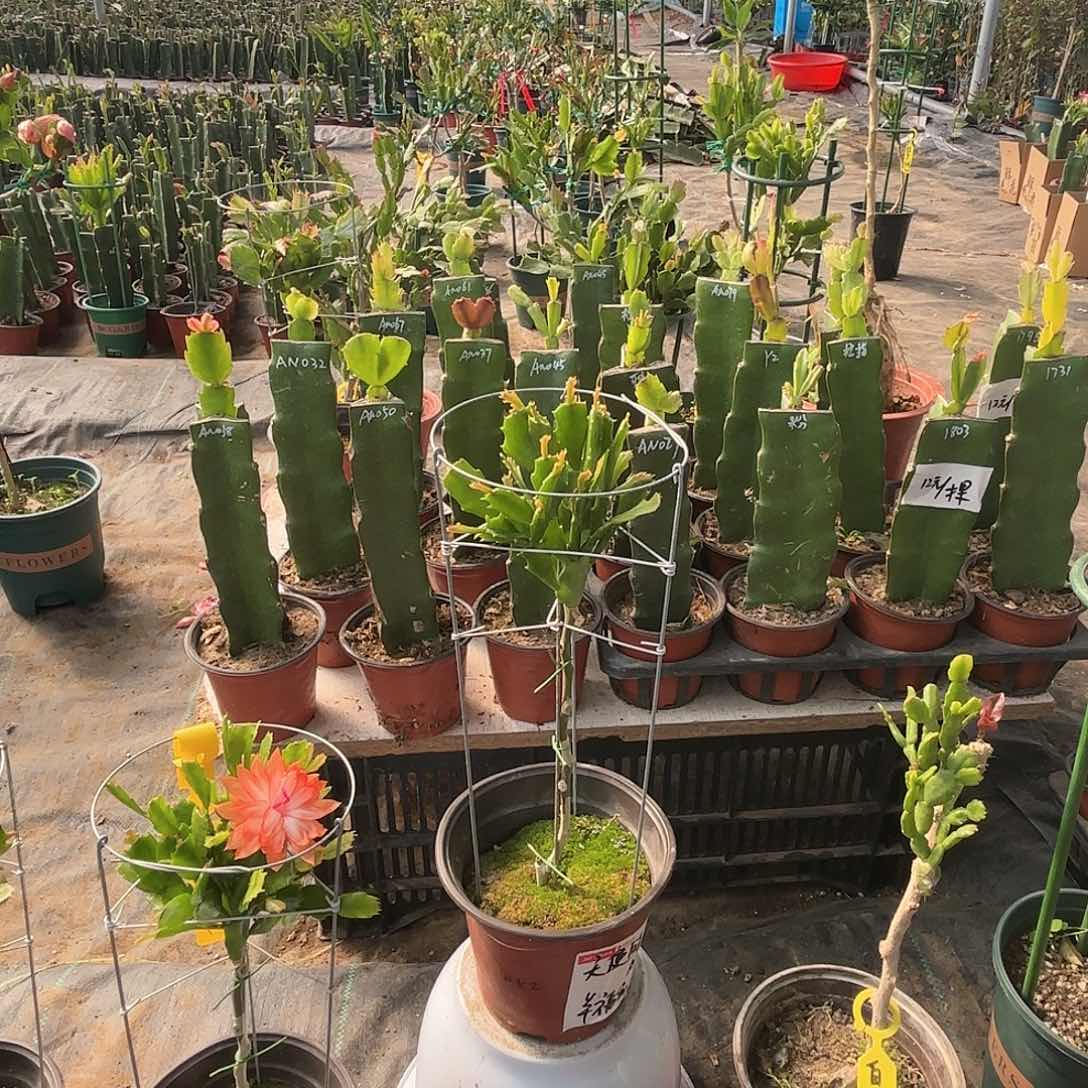 【闪购商品】十片大花品种随机不同品种