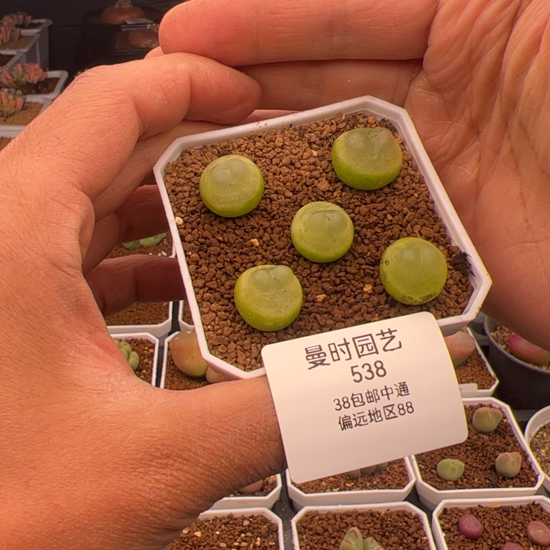 2.19拉登多肉，538