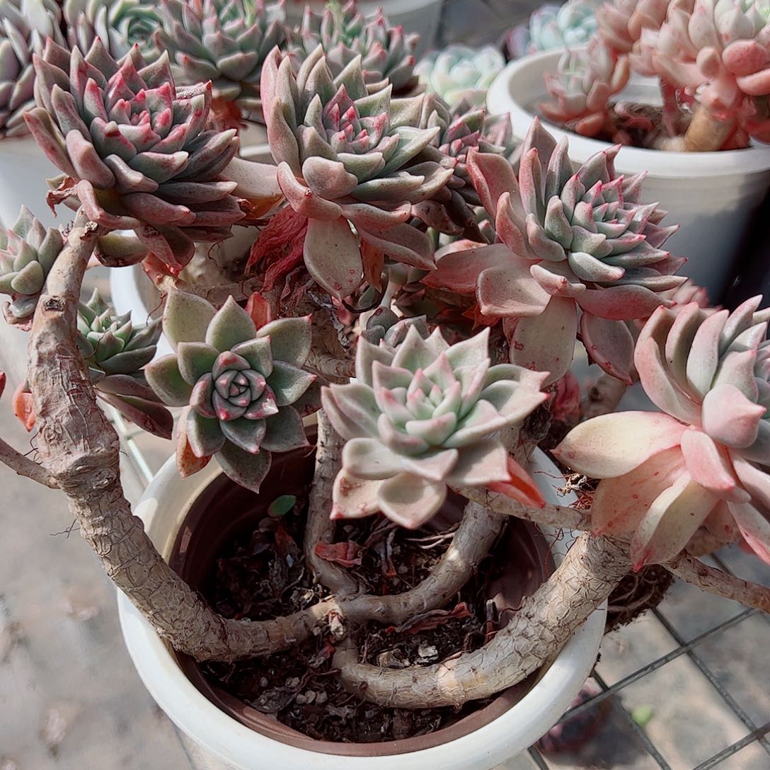 绚丽璀璨多头造型精品