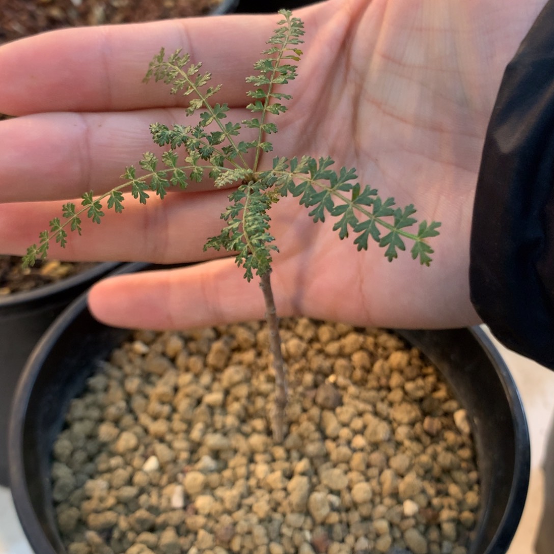 索科特拉乳香实生