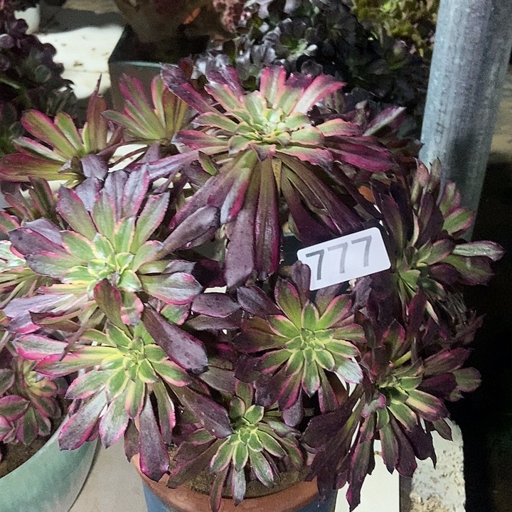 雪姬朵朵777多肉不包断