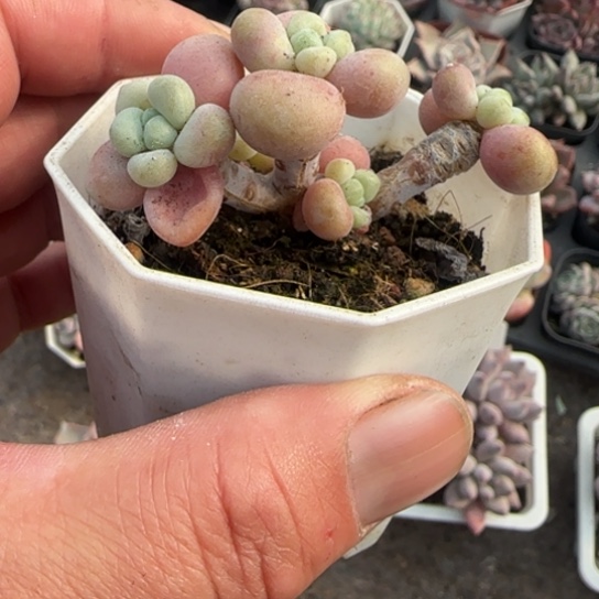 62洛神多肉植物多