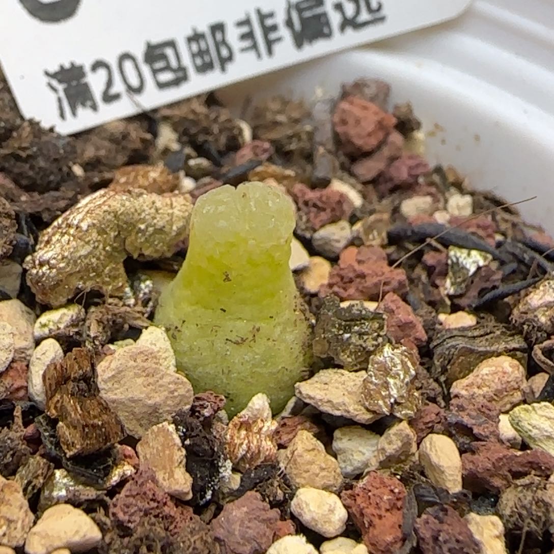 小葫芦带盆土发货。      121