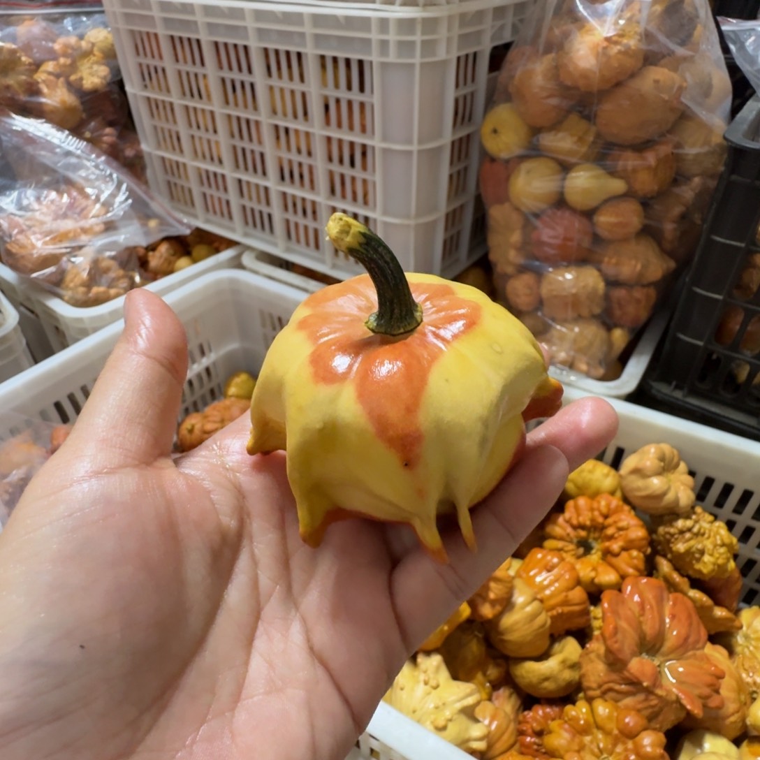 C***Y特价葫芦不退不换