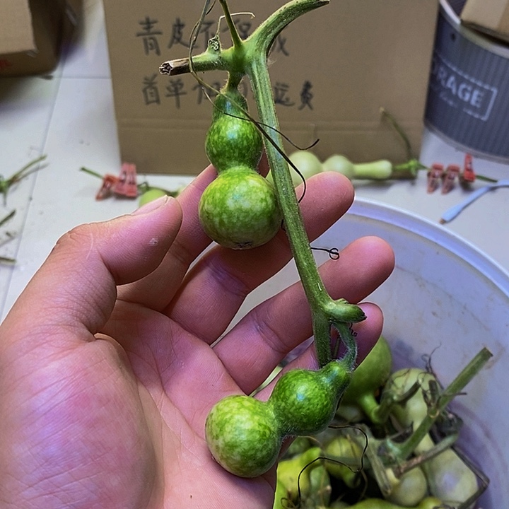 一***?长嘴呼呼呼呼呼呼呼呼可爱