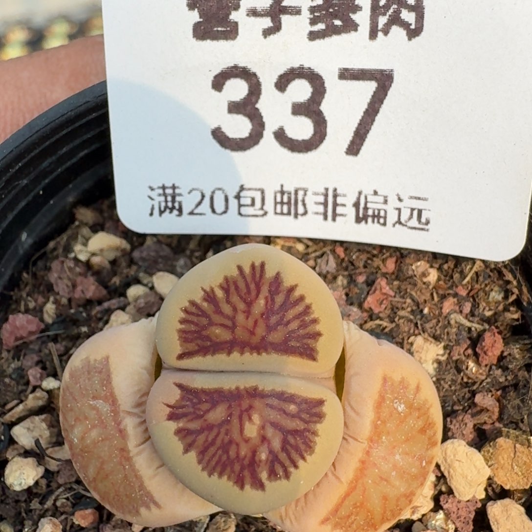 带盆土发货。            